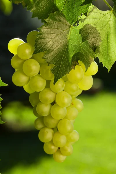 Viña y racimo de uvas — Foto de Stock