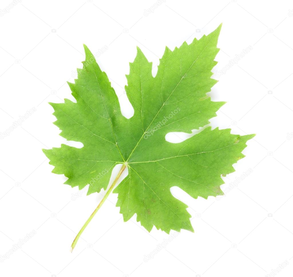 Grape leaf on white background