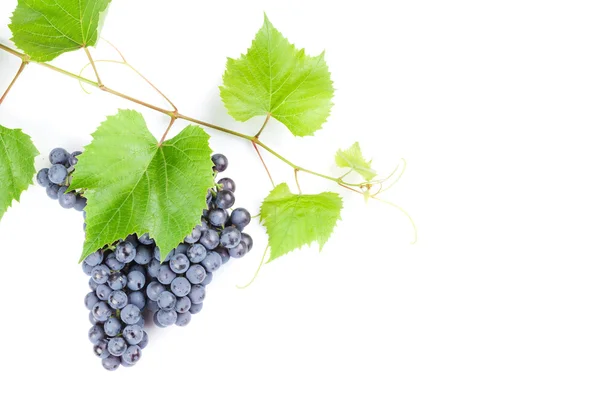 Ramo de uvas rojas —  Fotos de Stock
