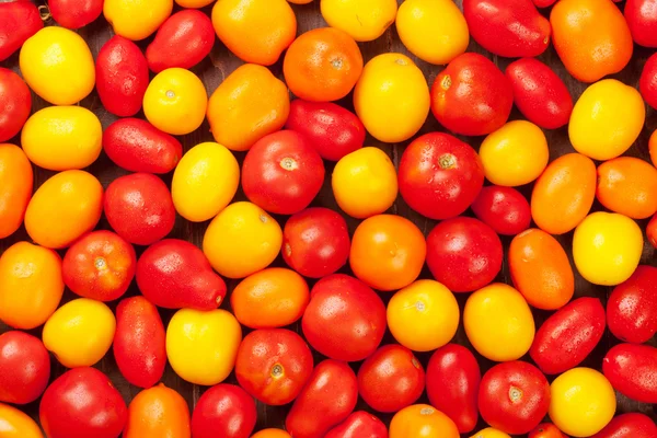 Barevné rajčata. Žlutá, oranžová a červená — Stock fotografie