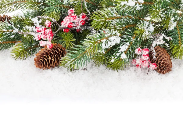 De vertakking van de beslissingsstructuur van Kerstmis fir met holly berry — Stockfoto