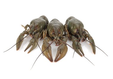 Beyaz zemin üzerinde üç crayfishes