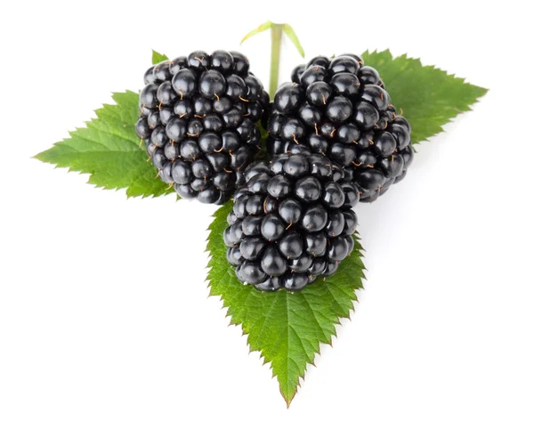 Three blackberries on leaves — Stock Photo, Image