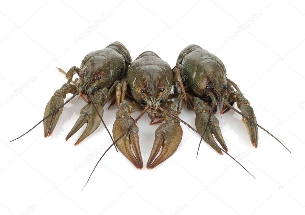 Three crayfishes on a white background
