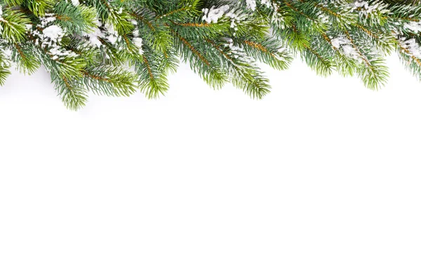 Kerstboom tak met sneeuw — Stockfoto