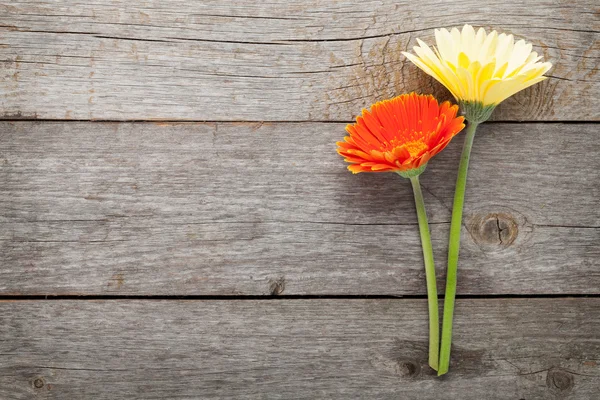 Dvě barevné gerbera květiny — Stock fotografie