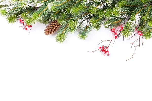 Branche d'arbre de Noël avec neige — Photo
