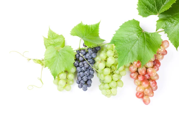 Piros, lila és fehér szőlőfürt — Stock Fotó