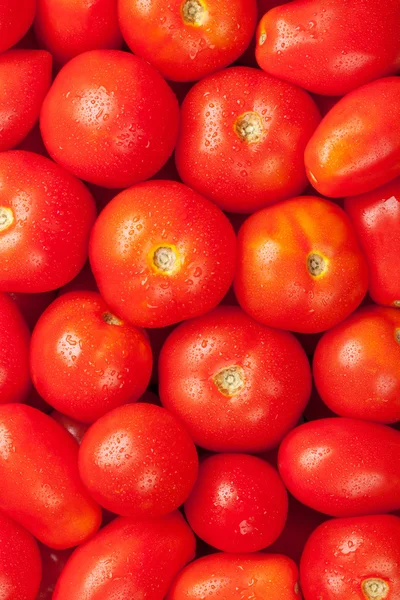 新鲜的花园红番茄 — 图库照片