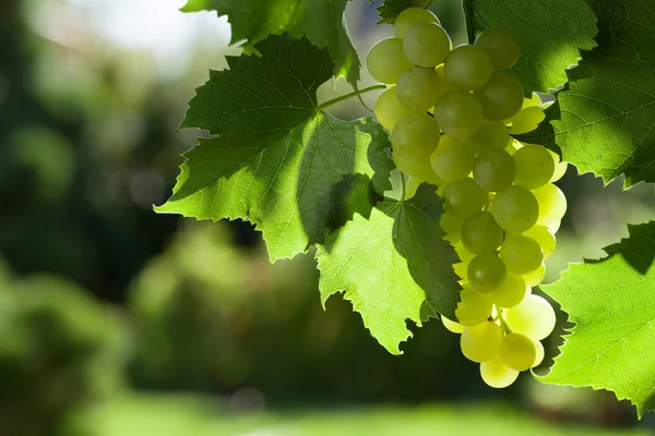 Cépages et grappes de raisins blancs — Photo