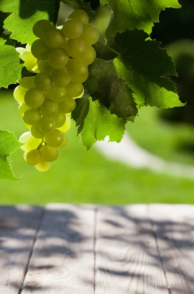 Um bando de uvas brancas — Fotografia de Stock