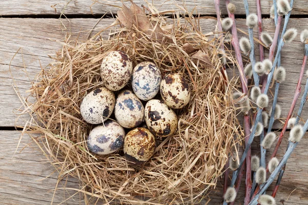 Oeufs de cailles dans le nid — Photo