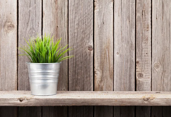 Planta em vaso na prateleira — Fotografia de Stock