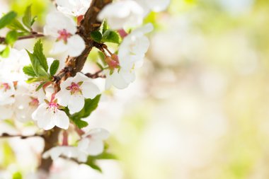 Sakura, kiraz çiçeği