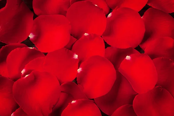 红色的玫瑰花瓣纹理 — 图库照片