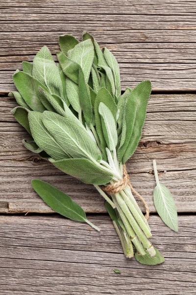 Ramo de hierba de salvia de jardín — Foto de Stock