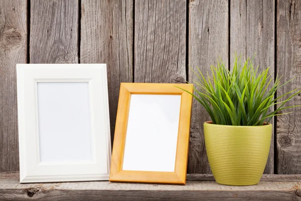 Blank photo frames and plant — Stock Photo, Image
