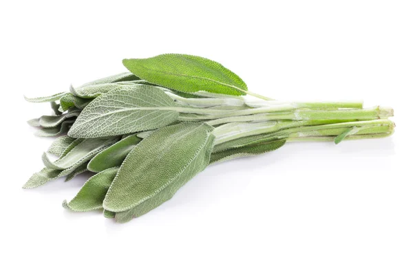 Färska trädgård salvia ört — Stockfoto