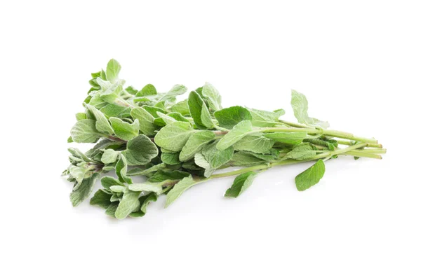 Fresh garden oregano herb — Stock Photo, Image