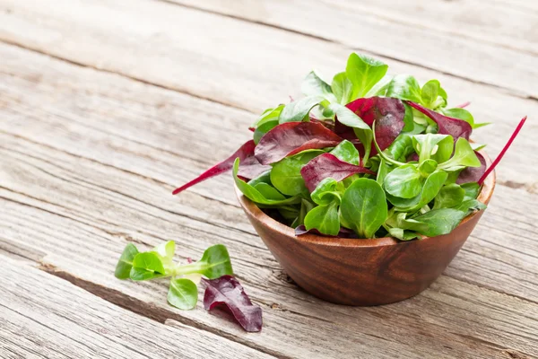 Folhas de salada de milho . — Fotografia de Stock