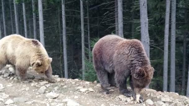 Carpathian bears — Stock Video