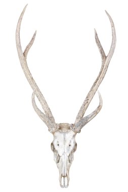 geyik kafatası izole