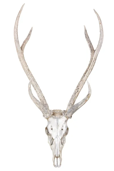 고립 된 사슴 두개골 — 스톡 사진
