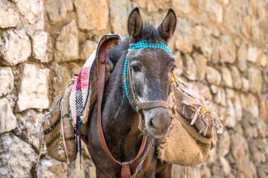 İran'ın çantaları ile dunkey