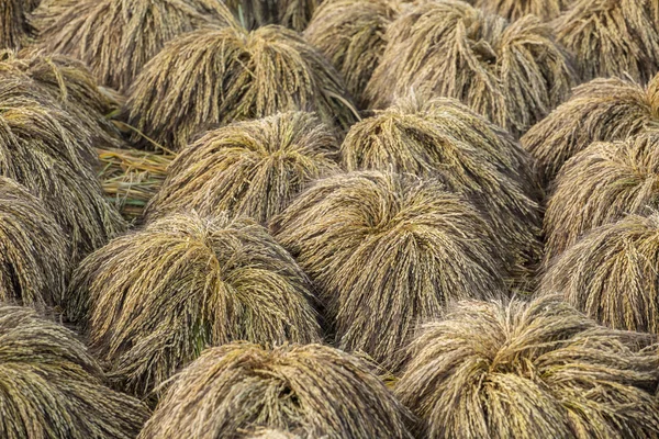 Grutas de arroz após a colheita — Fotografia de Stock