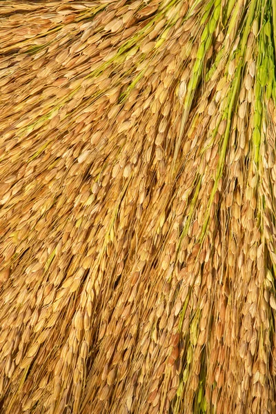 Rice sheaf after harvest — Stock Photo, Image