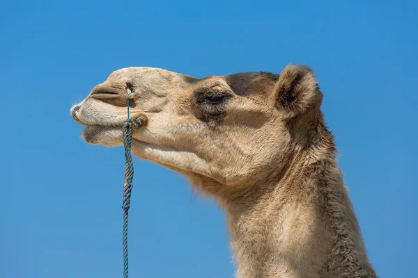 Arabian camel hlava — Stock fotografie