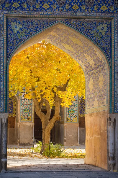 Красиве дерево з жовтим листям — стокове фото