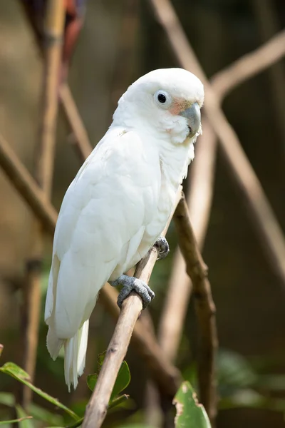 White parrot siting on branch — Stock Photo, Image