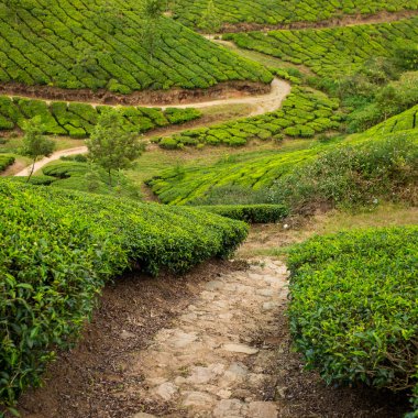 Munnar, Kerala çay tarlaları