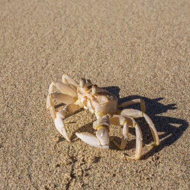 Sahilde hayalet yengeci 