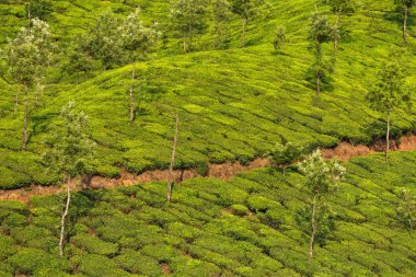 Munnar, Kerala çay tarlaları