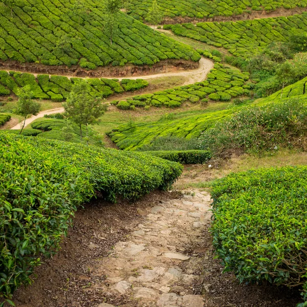 Teeplantagen in munnar, Kerala — Stockfoto