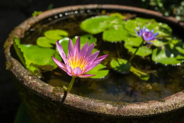 Piękne lilia woda w garnku wodę — Zdjęcie stockowe