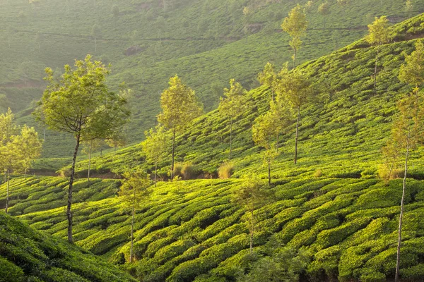 Plantações de chá em Querétaro, Kerala — Fotografia de Stock