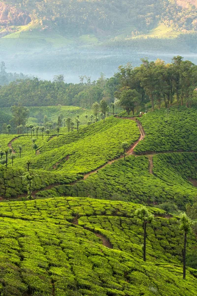 Plantacje herbaty w Munnar, Kerala — Zdjęcie stockowe