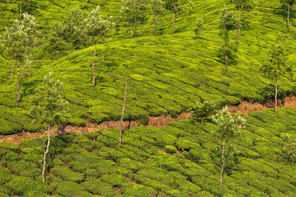 Teeplantagen in munnar, Kerala — Stockfoto