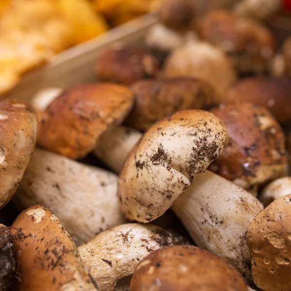 Fechar grupo de cogumelos Porcini — Fotografia de Stock