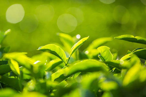 Grüne Teeknospe und frische Blätter. — Stockfoto