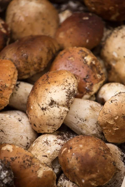 Fechar grupo de cogumelos Porcini — Fotografia de Stock