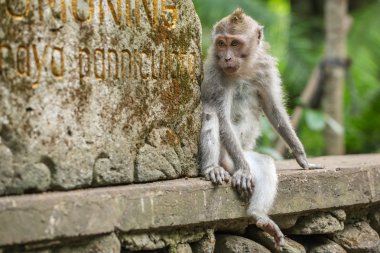 Rhesus makak maymunu