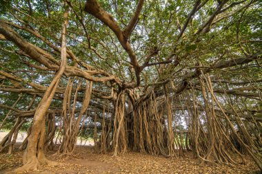 Şaşırtıcı Banyan ağacı