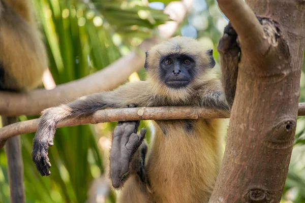 Gray Langur op boom — Stockfoto