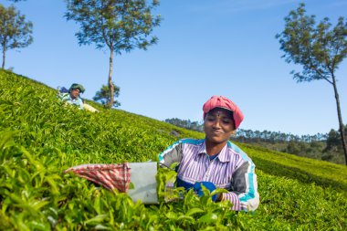 Woman picking tea leaves 