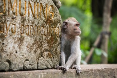 Rhesus macaque monkey  clipart