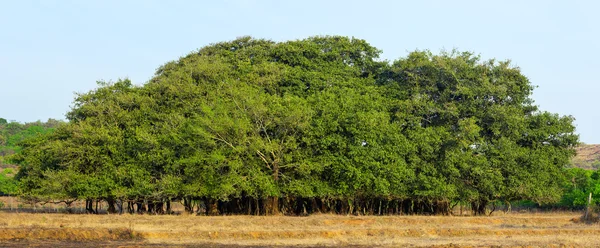 Erstaunliche Banyanbäume — Stockfoto